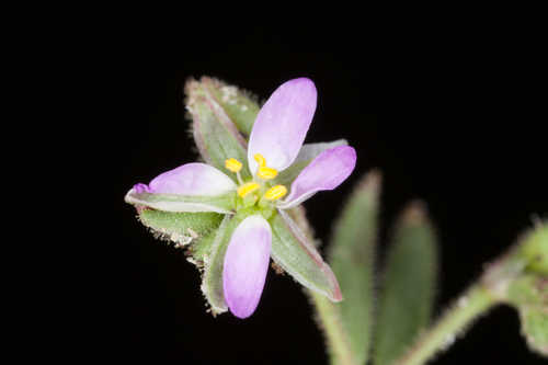 Spergularia salina #1